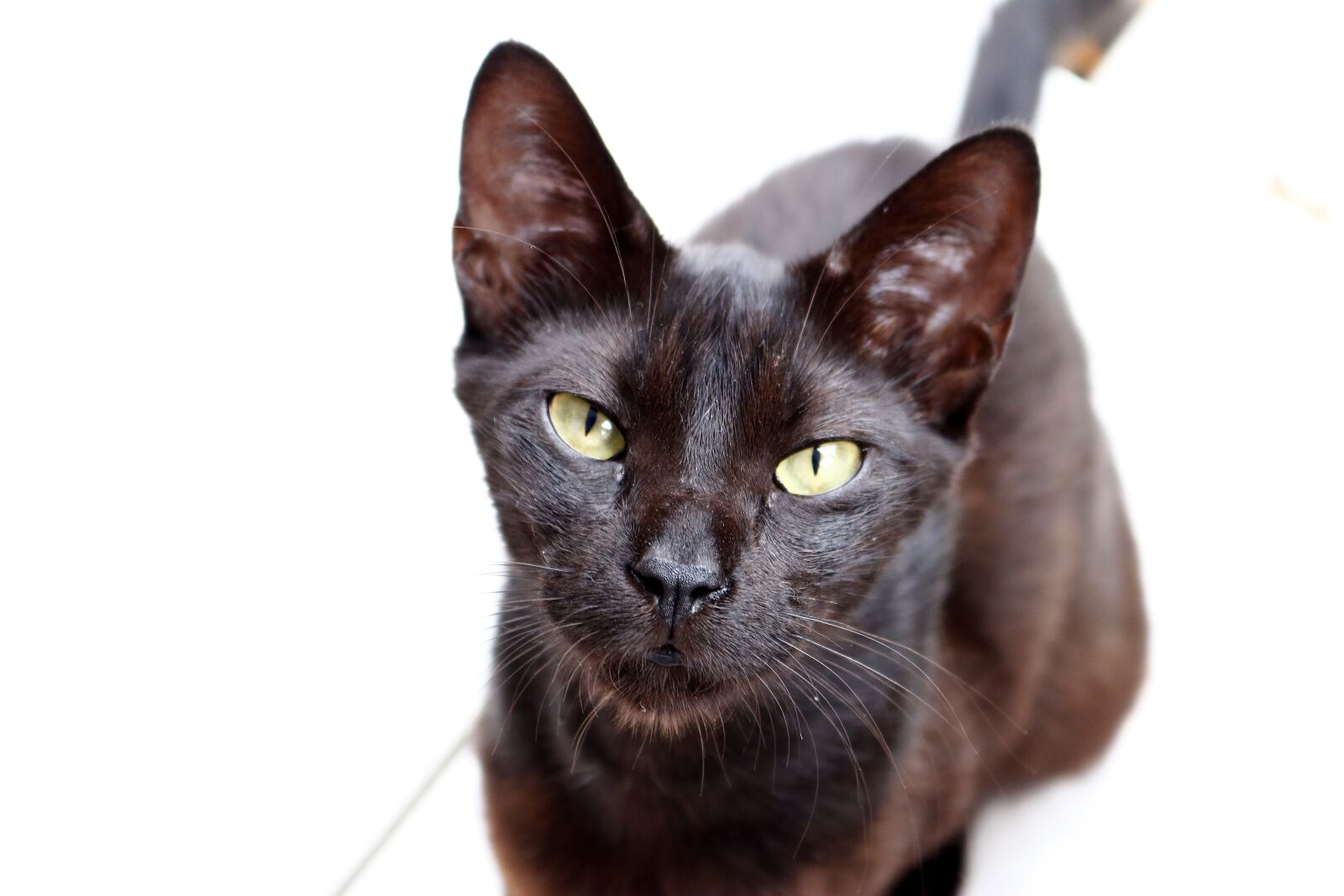 Canon EOS 750D (EOS Rebel T6i / EOS Kiss X8i) sample photo. Gata, kitten, babe black photography