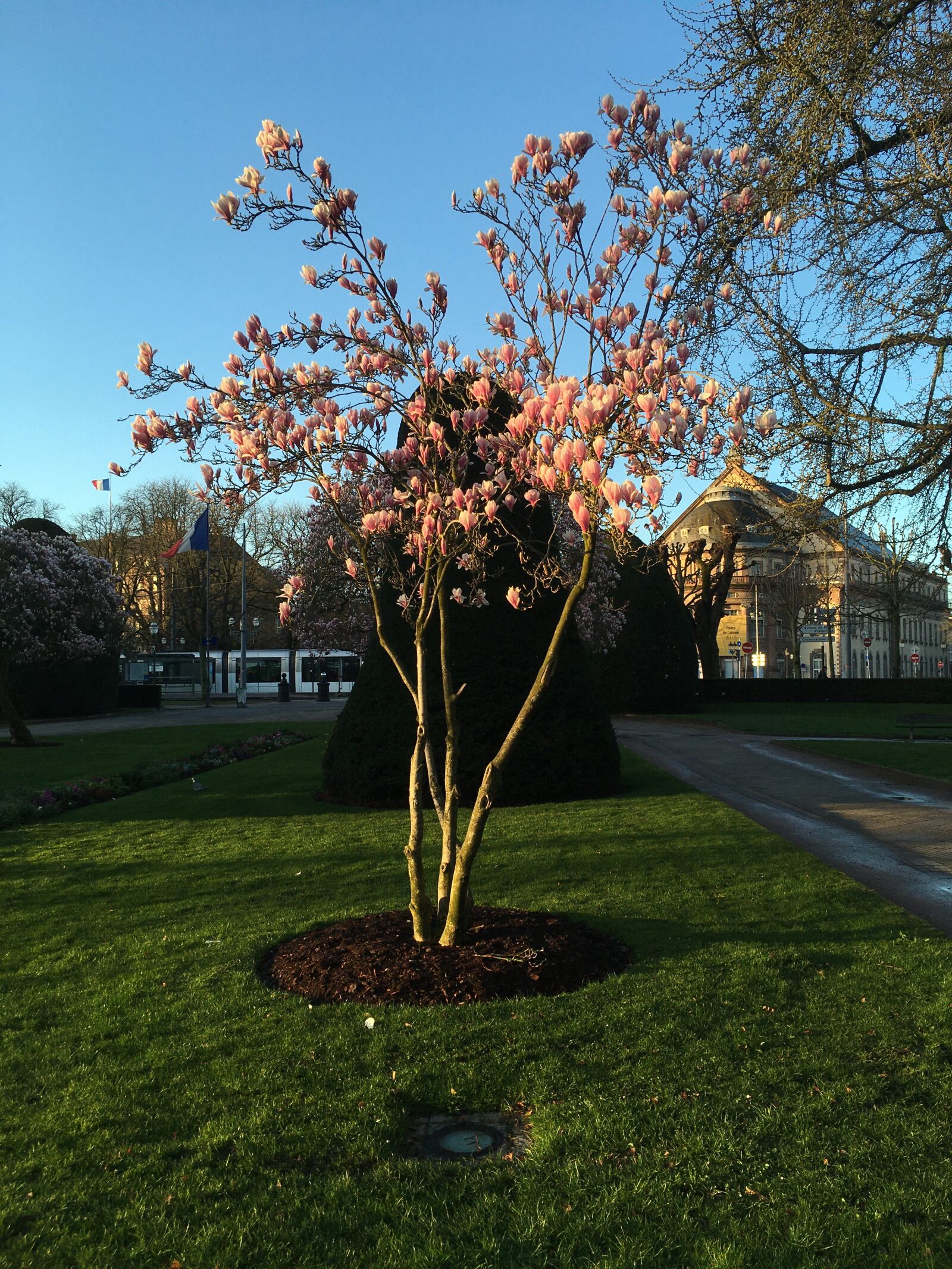 iPhone SE back camera 4.15mm f/2.2 sample photo. Magnolia, place, garden photography