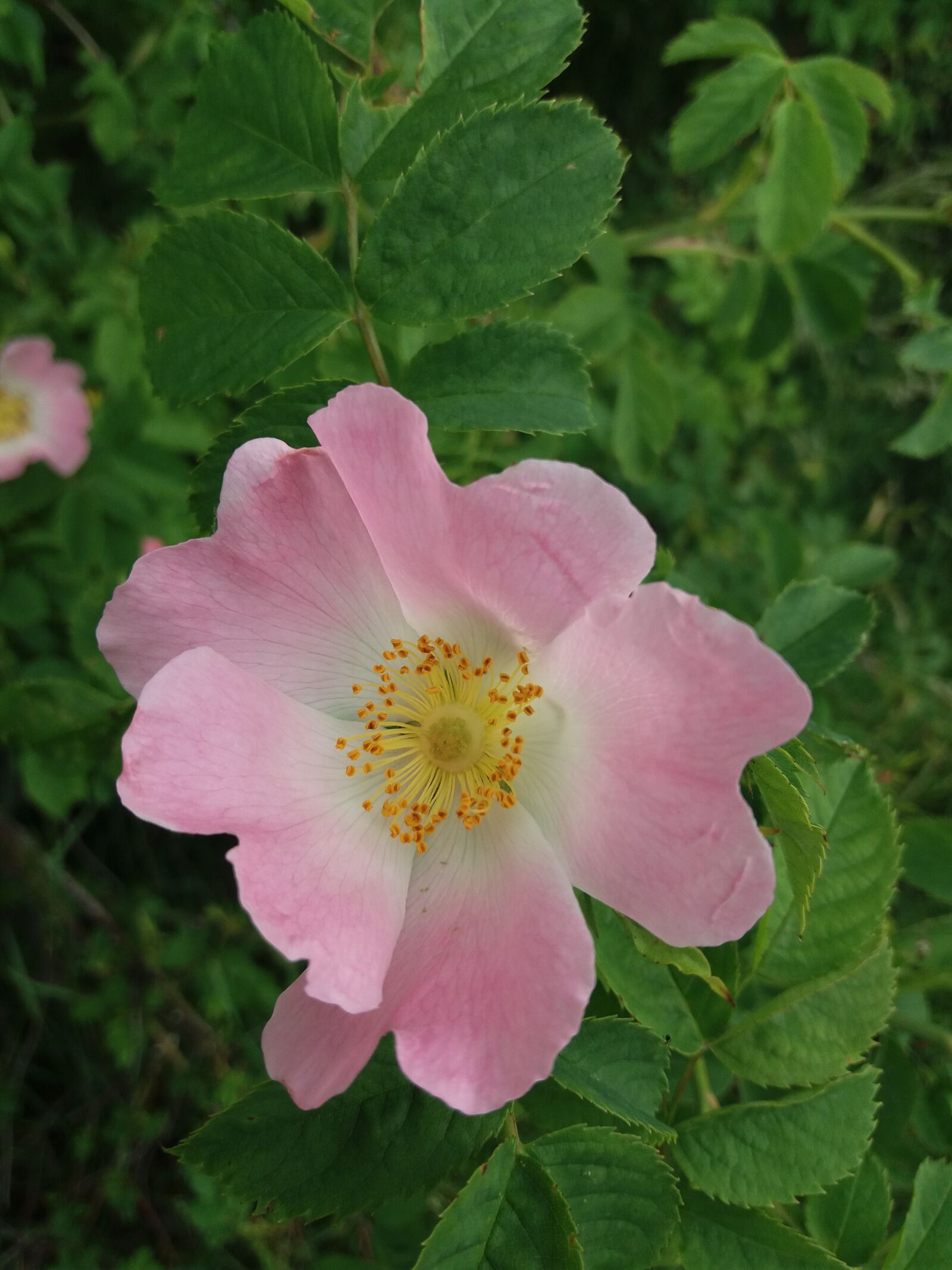 Samsung Galaxy J5(2016) sample photo. Wild rose, nature, blossom photography