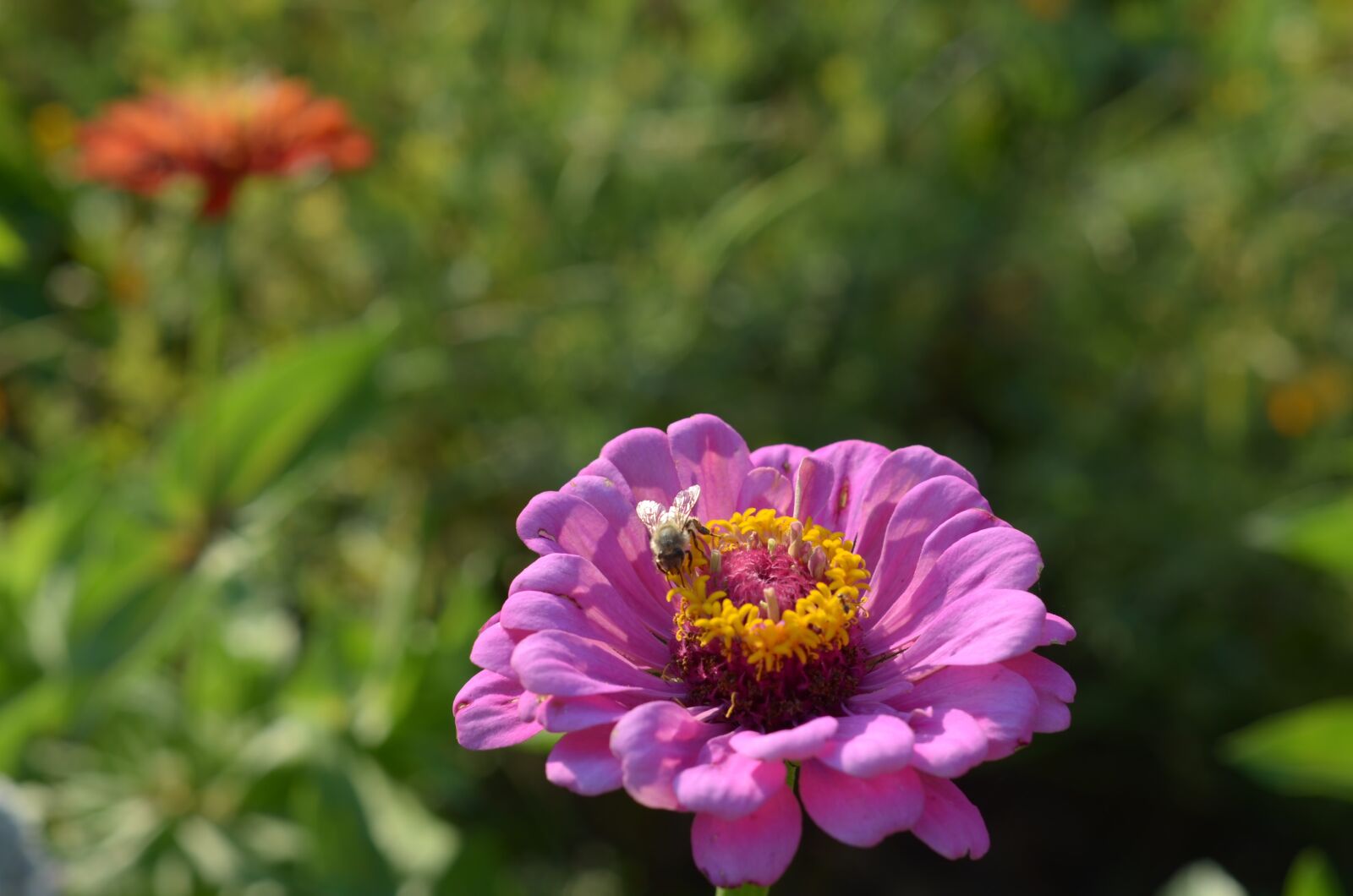 Nikon D7000 sample photo. Floral, bee, flower photography