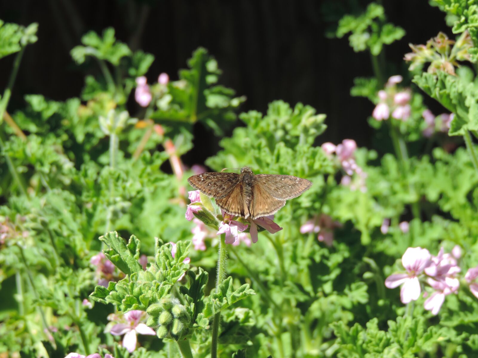 Nikon Coolpix P520 sample photo. Horace's dusky wing butterfly photography