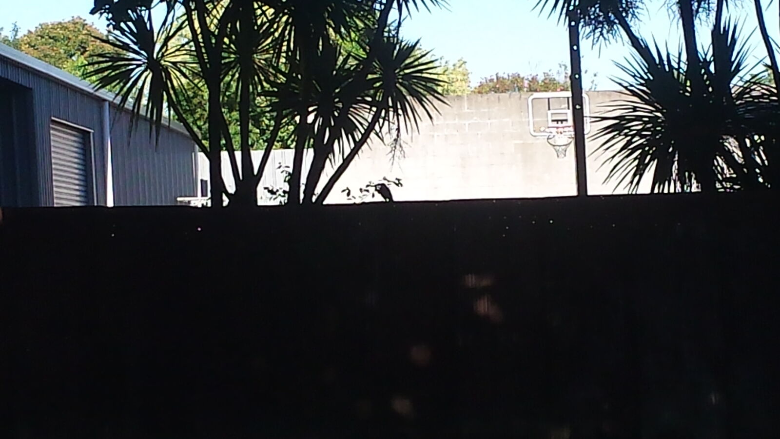Samsung Galaxy S4 sample photo. Bird, photos, see, today photography