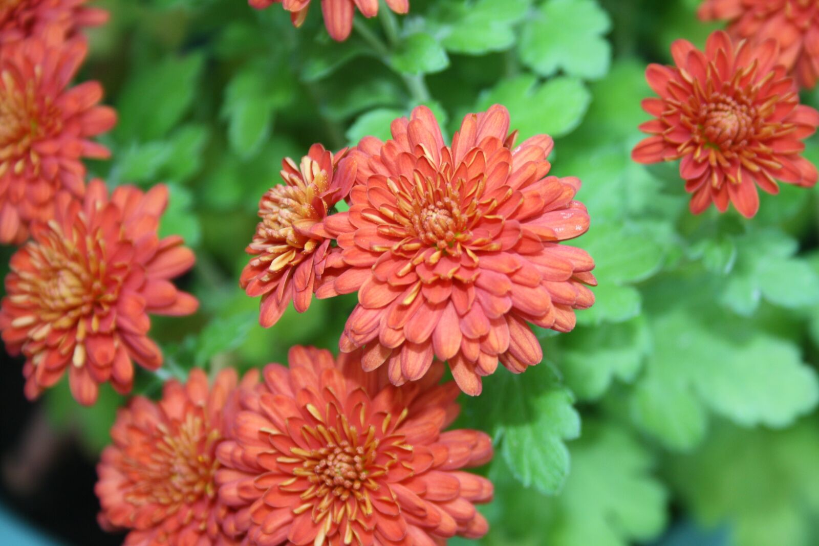 Canon EOS 1000D (EOS Digital Rebel XS / EOS Kiss F) sample photo. Flower, red, chrysanthemum photography