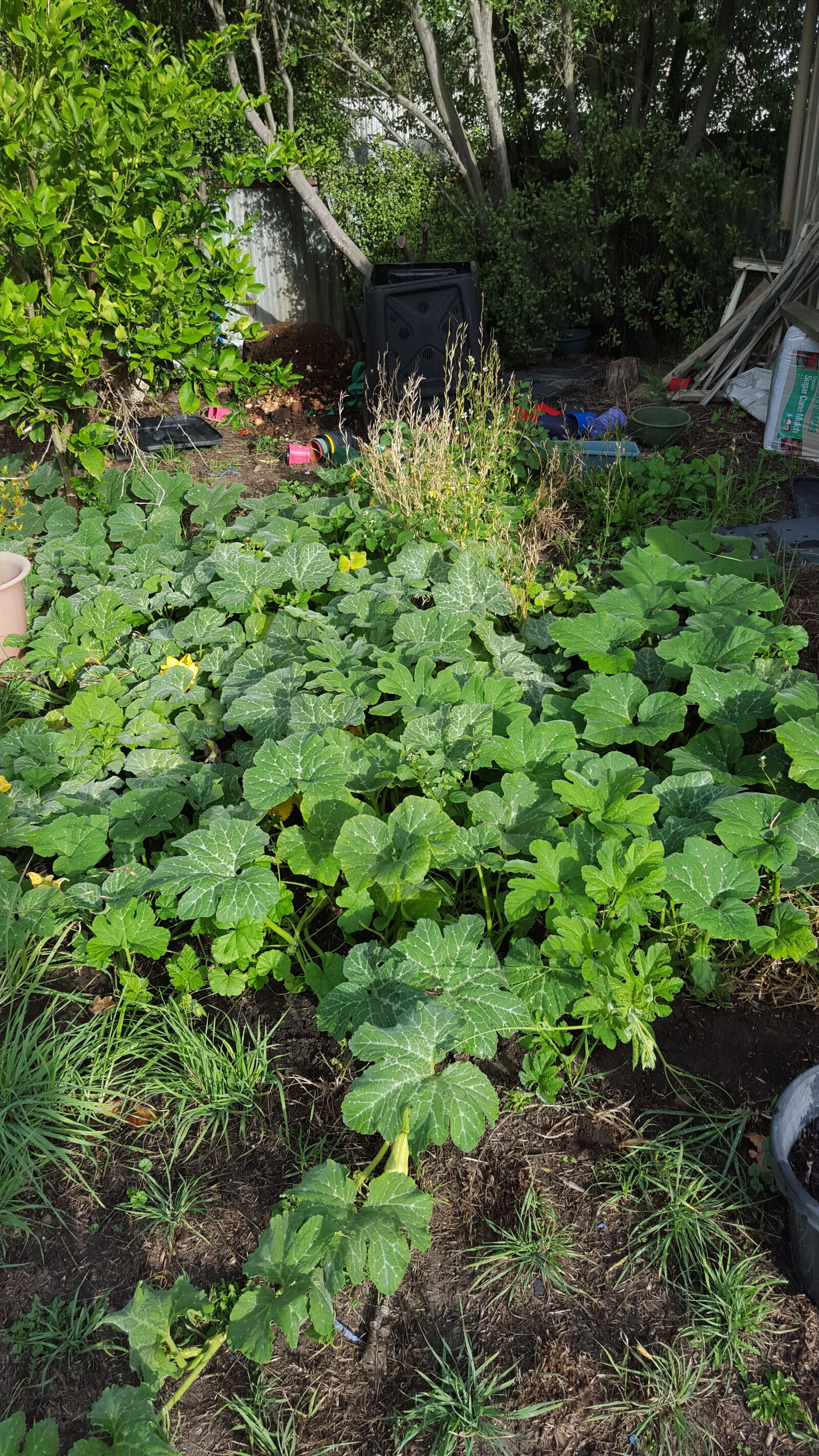 Samsung Galaxy S6 sample photo. Garden photography
