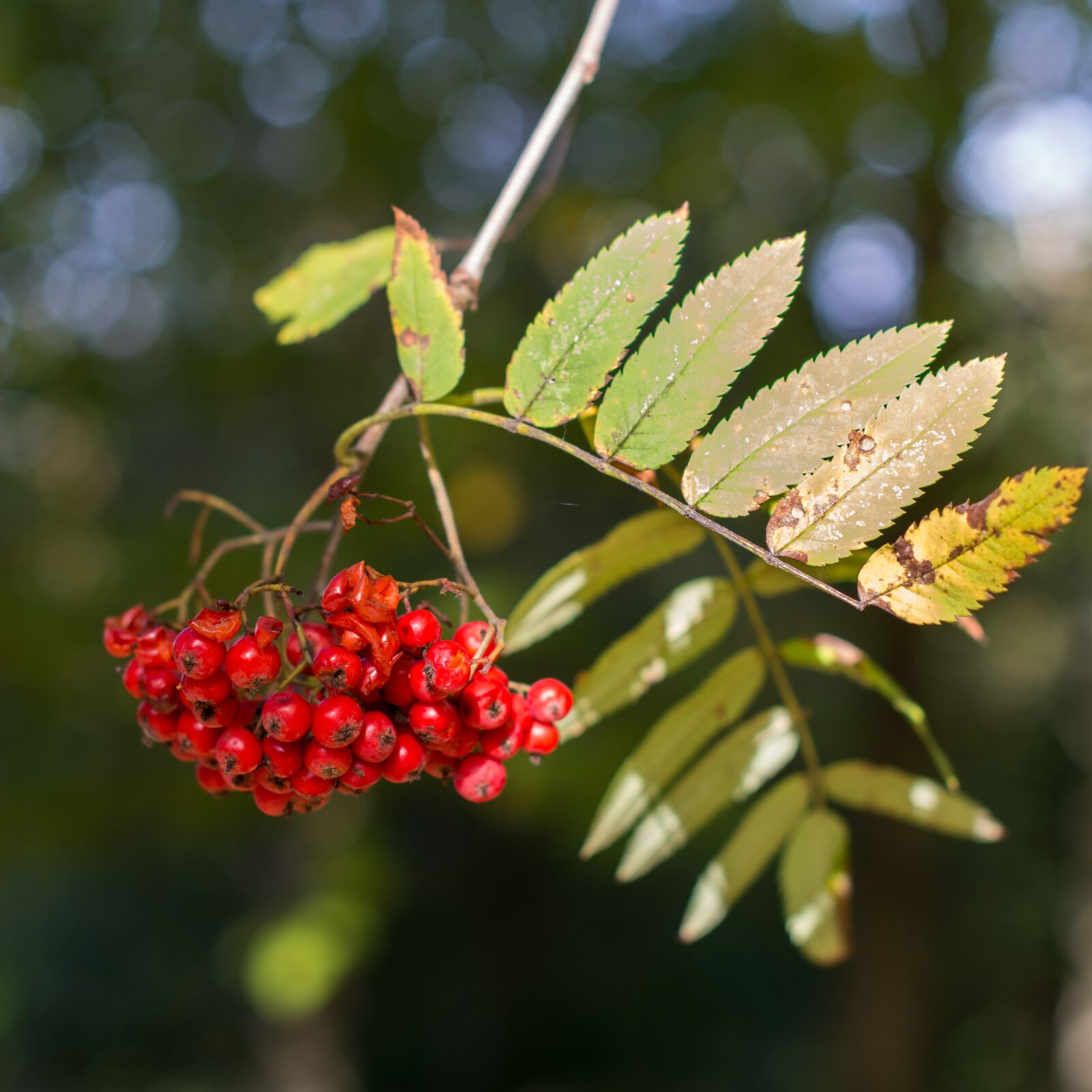 Nikon D7100 sample photo. Berries, berry, tree photography
