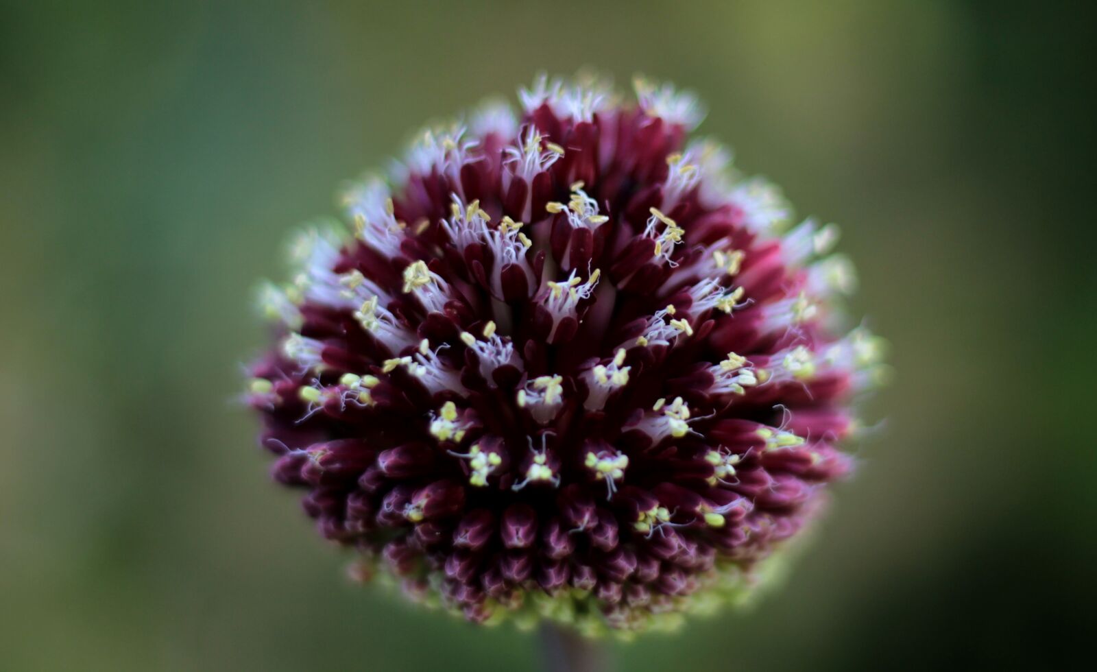 Canon EOS 600D (Rebel EOS T3i / EOS Kiss X5) sample photo. Allium ' red mohican photography