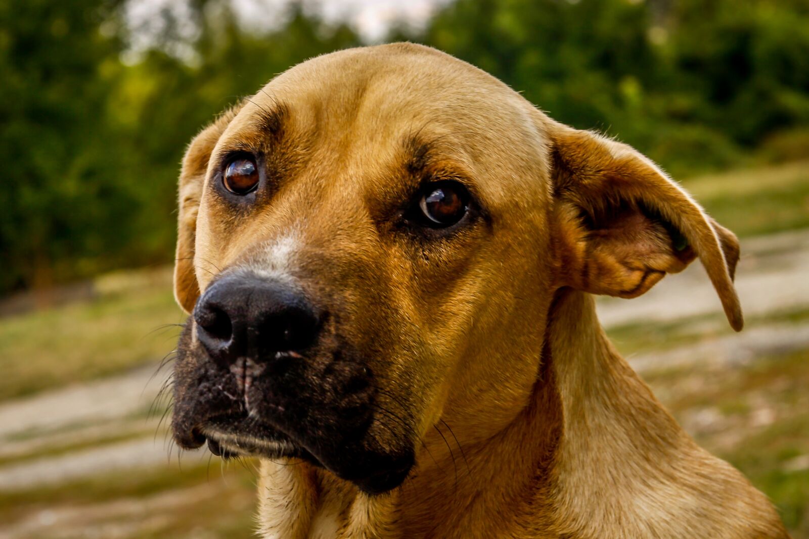 Canon EF-S 17-85mm F4-5.6 IS USM sample photo. Dog, puppy, cute photography
