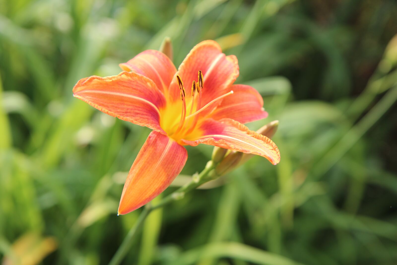 Canon EOS 600D (Rebel EOS T3i / EOS Kiss X5) sample photo. Lys, oriental lily, orange photography