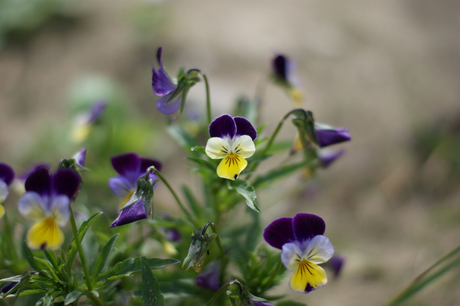 Sony Alpha DSLR-A390 sample photo. Pansy, flower, garden photography