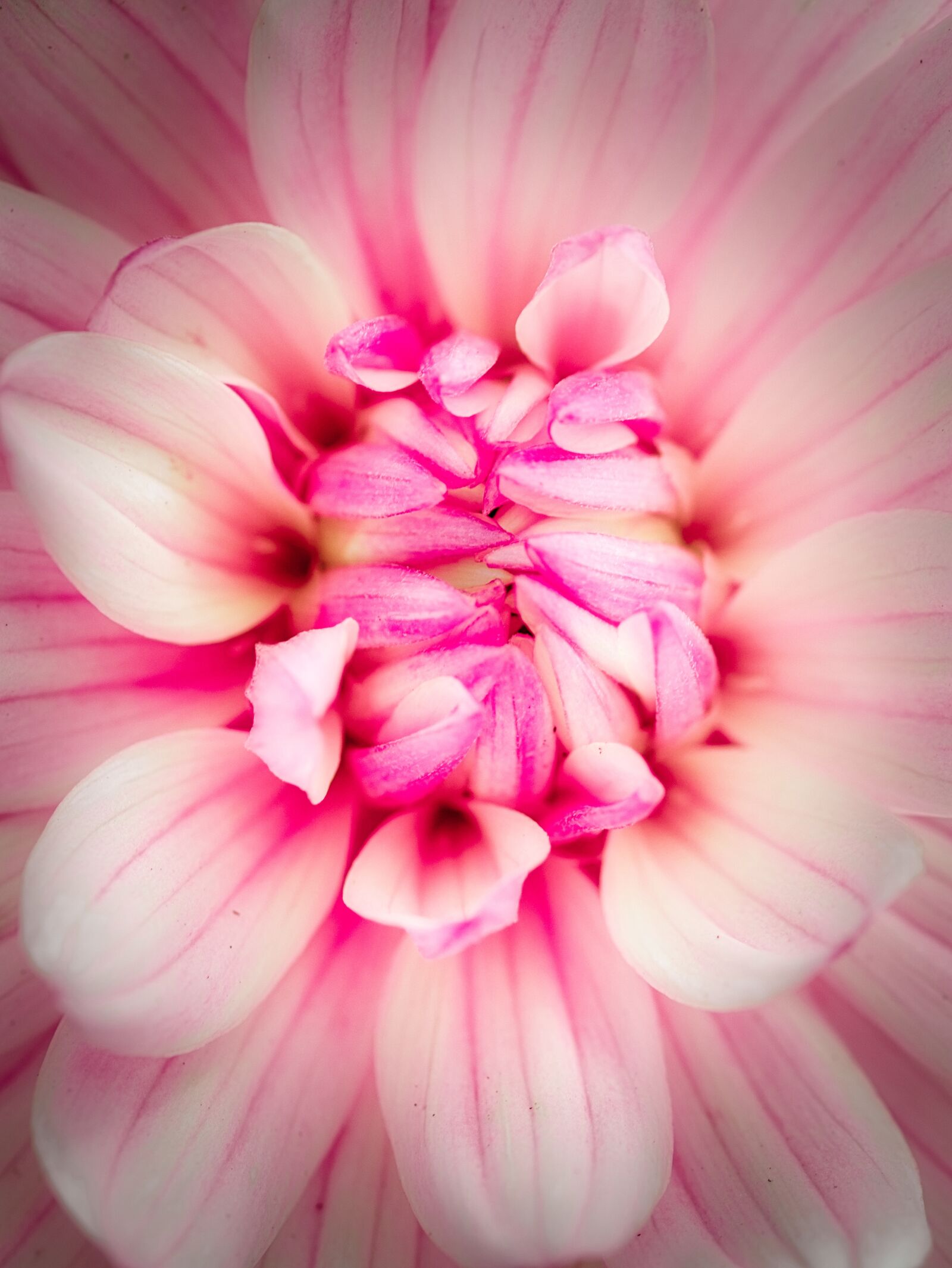 Canon EOS 200D (EOS Rebel SL2 / EOS Kiss X9) sample photo. Dahlia, blossom, bloom photography