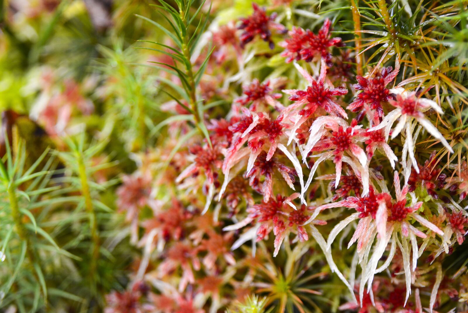 Nikon D5200 sample photo. Moss, forest, nature photography