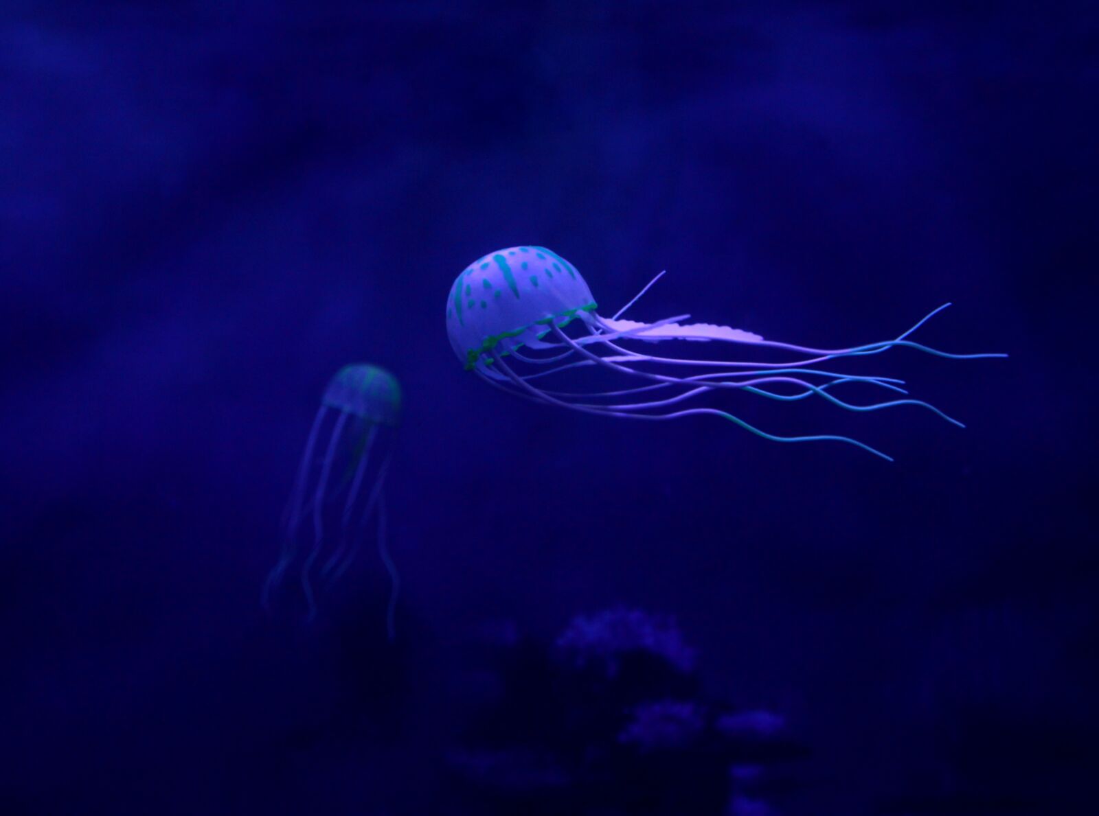 Canon EOS 700D (EOS Rebel T5i / EOS Kiss X7i) sample photo. Medusa, ocean, underwater photography