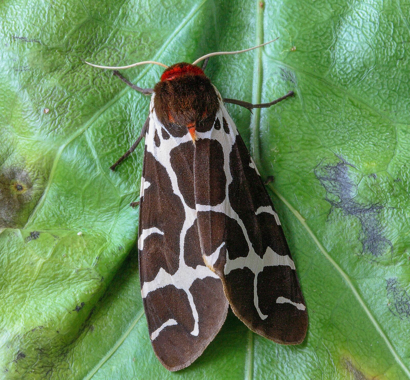 Canon EOS 400D (EOS Digital Rebel XTi / EOS Kiss Digital X) sample photo. Moth, garden-tiger, wings photography
