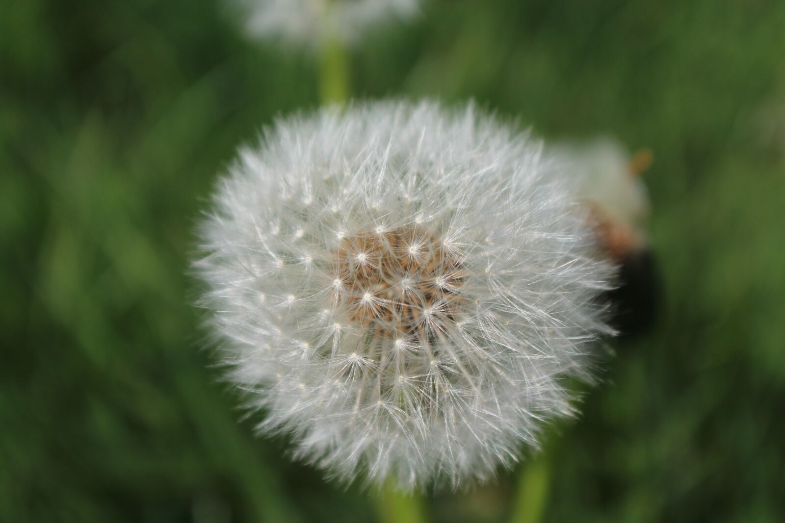 Canon EOS 1200D (EOS Rebel T5 / EOS Kiss X70 / EOS Hi) sample photo. Dandelion, white, nature photography