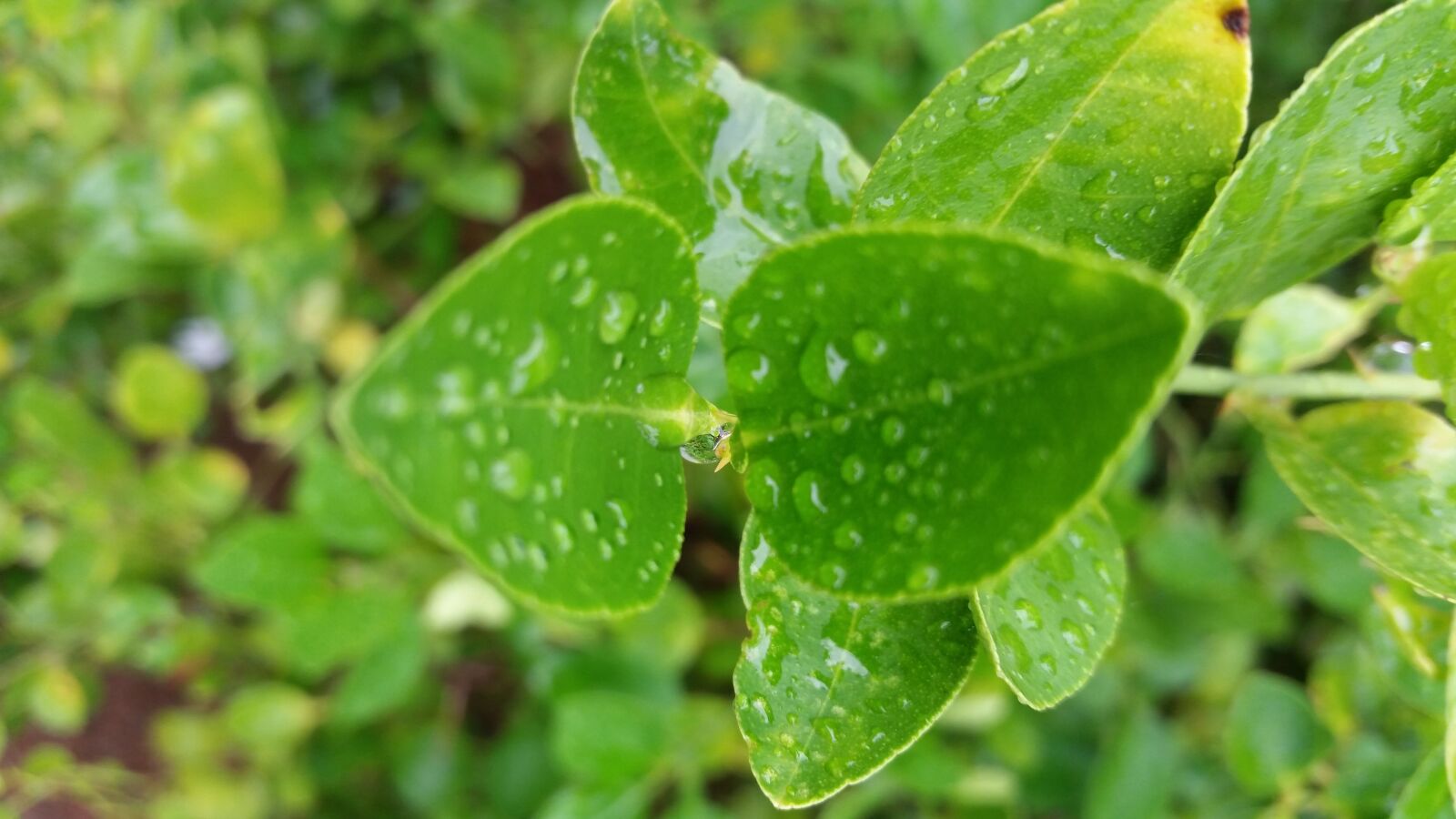 Samsung Galaxy S5 sample photo. Green, laeves, lemon, tree photography
