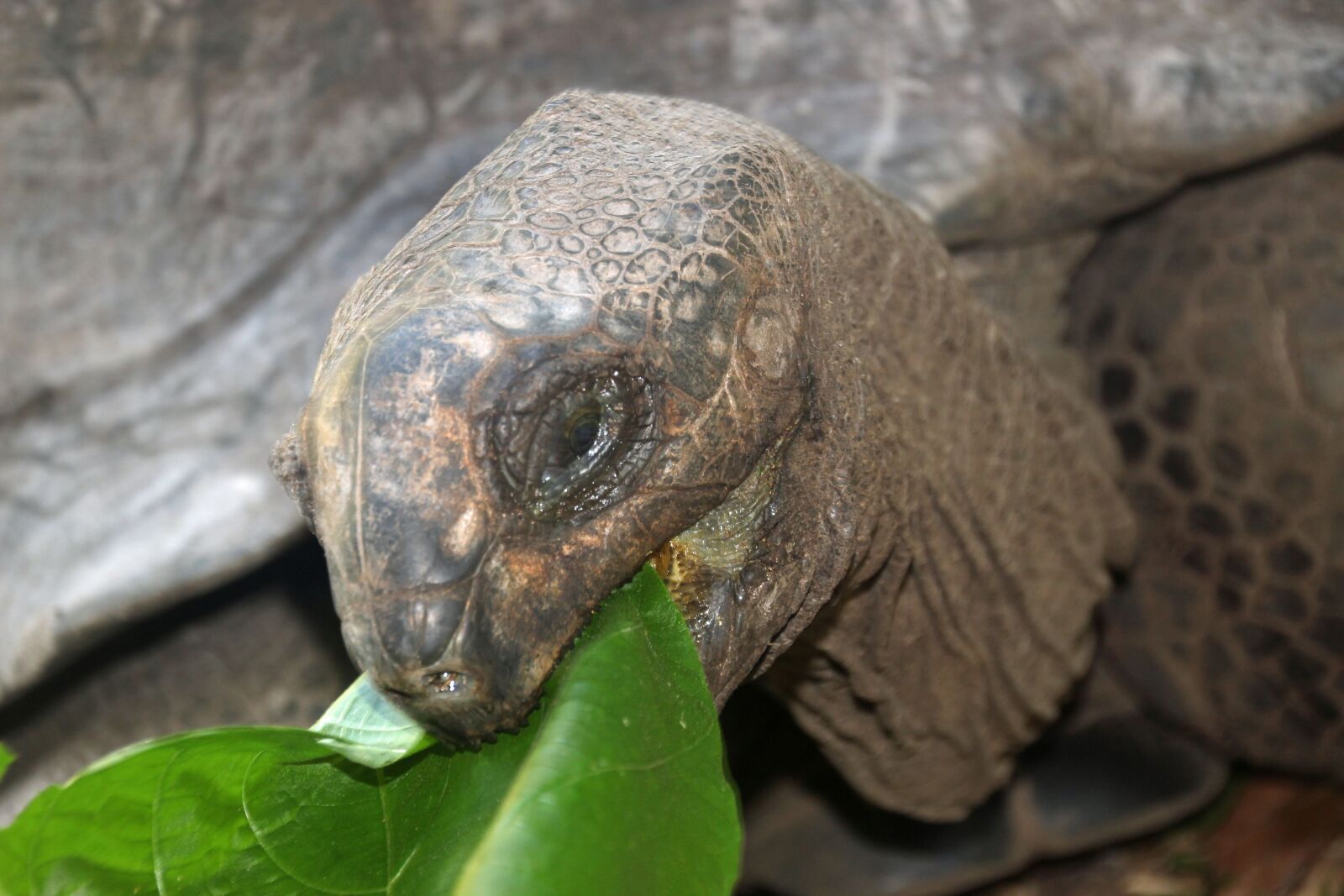 Canon EOS 600D (Rebel EOS T3i / EOS Kiss X5) sample photo. Turtle, giant tortoise, seychelles photography