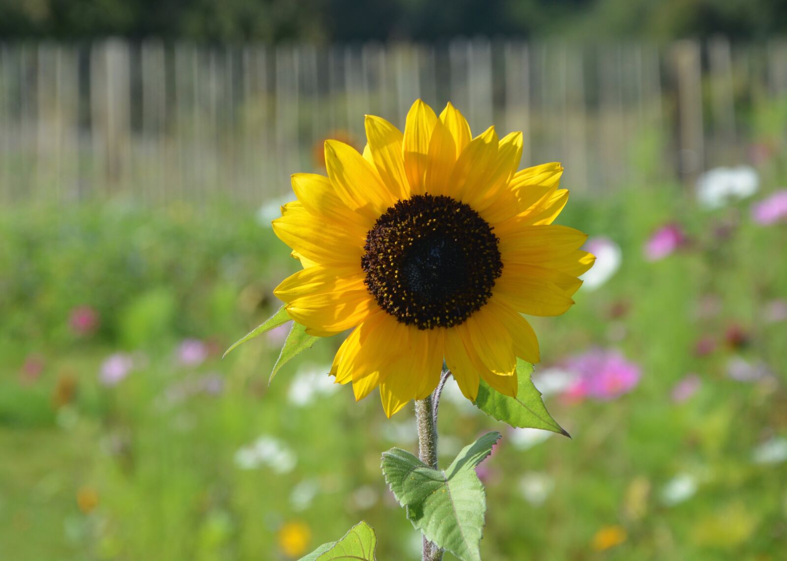 Nikon D5200 sample photo. Flower, sunflower, plant photography