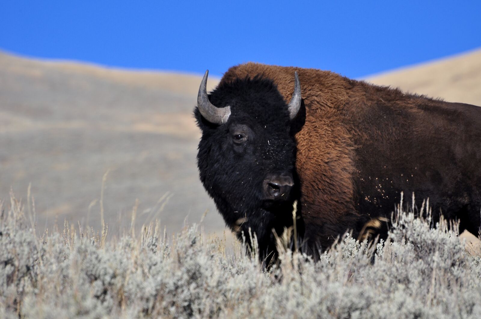 Nikon D90 sample photo. Bison, yellowstone, buffalo photography