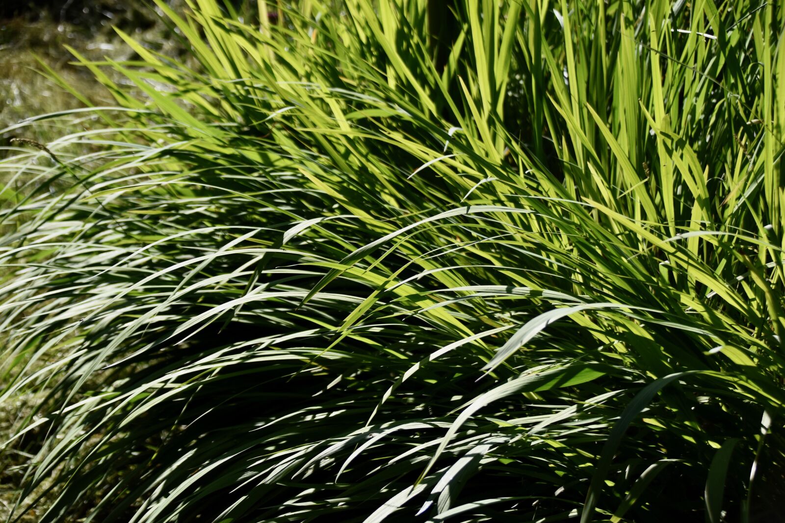 Nikon D5600 sample photo. Green leaves, foliage, plants photography