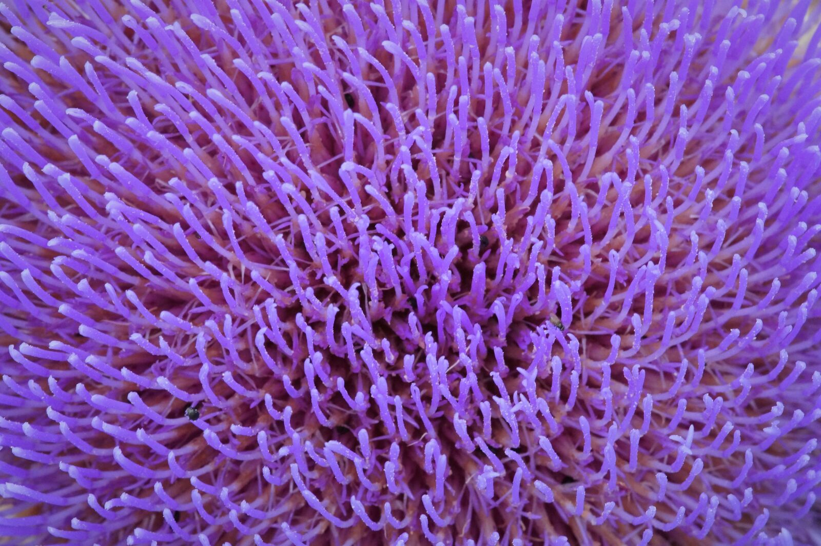 Sony SLT-A58 sample photo. Flower, artichoke, vegetable photography