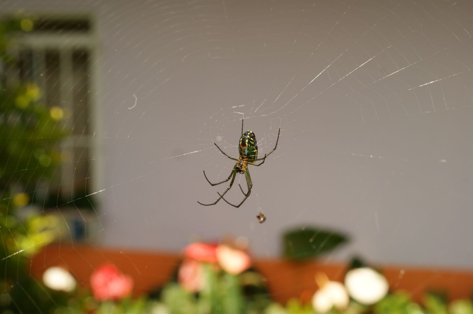Sony Alpha DSLR-A390 sample photo. Nature, in, the photography