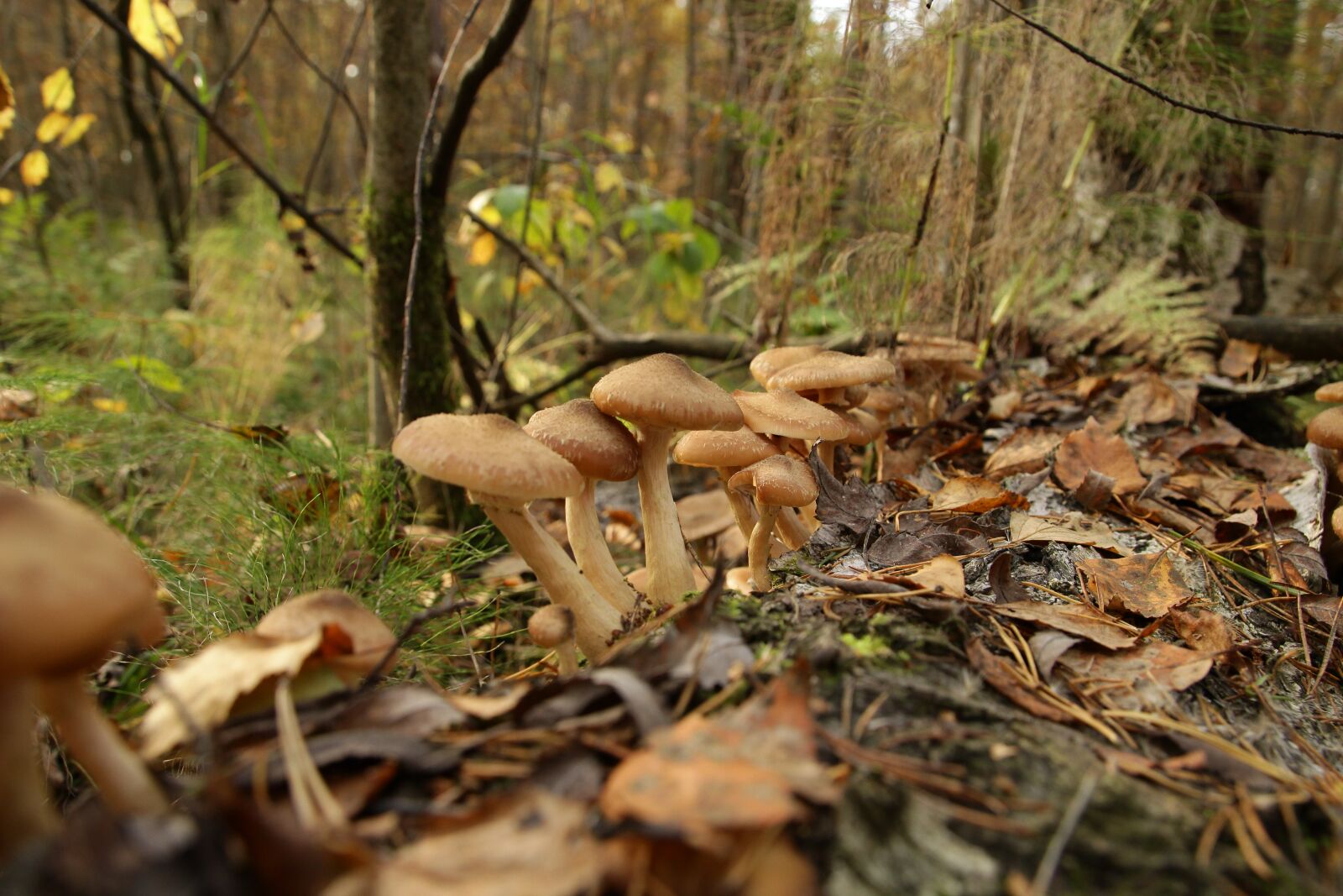 Canon EOS 600D (Rebel EOS T3i / EOS Kiss X5) sample photo. "Mushroom, woody, mushrooms" photography