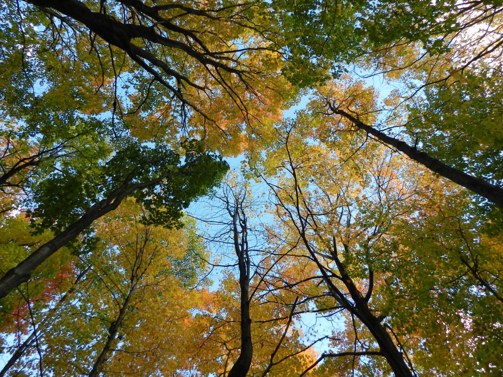 Nikon Coolpix P500 sample photo. Trees, sky, leaves photography