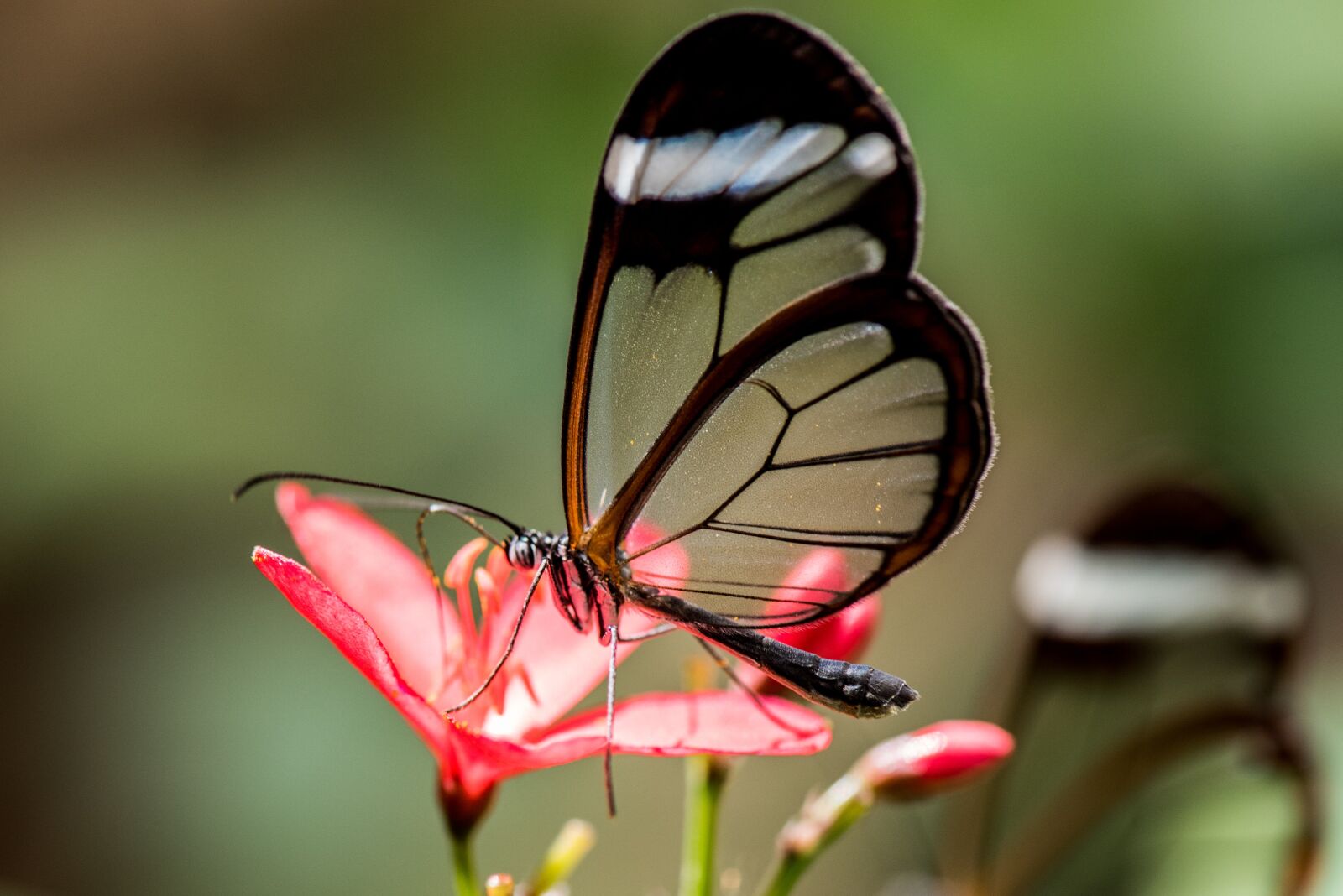 Nikon D750 sample photo. Butterfly, macro, pose photography