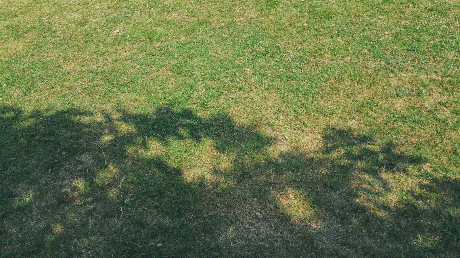 Samsung Galaxy Note4 sample photo. Environment, field, flora, garden photography