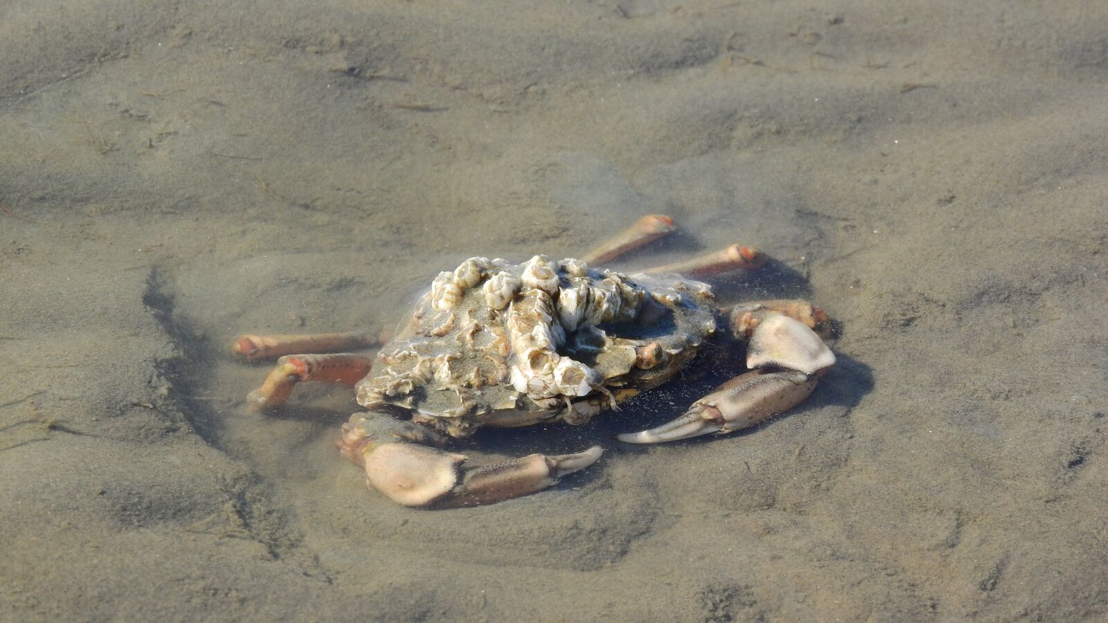 Nikon Coolpix P610 sample photo. Crab, pincers, brachyura photography