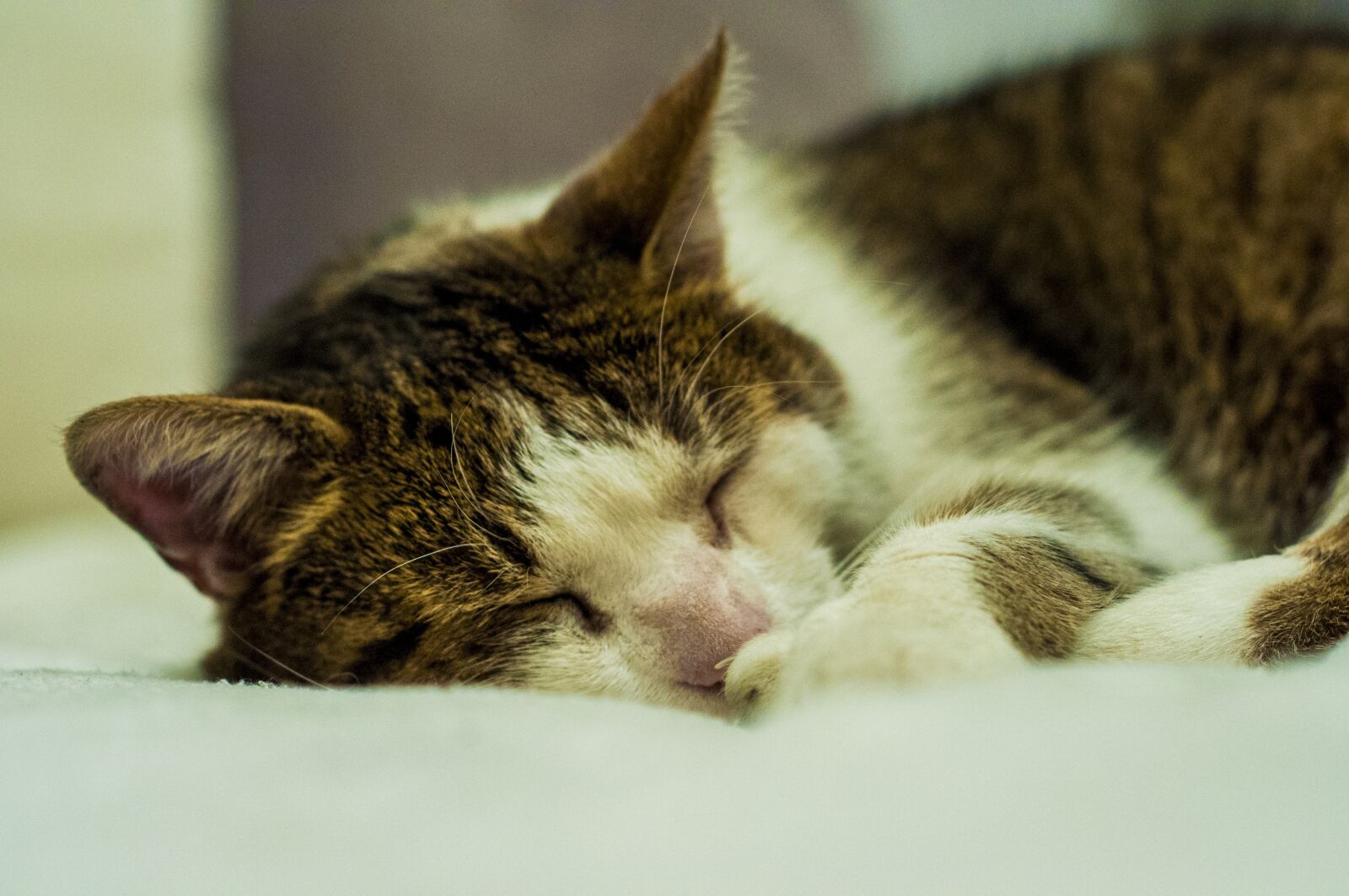 Nikon D90 sample photo. Cat, pet, fur photography