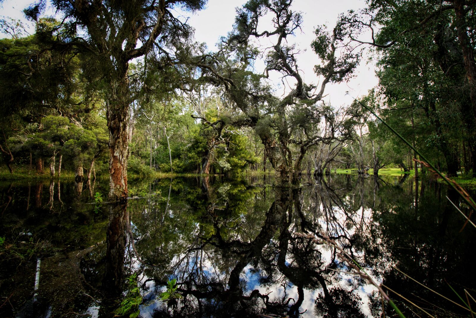 Nikon D3300 sample photo. Wetland, swamp, paperbark photography