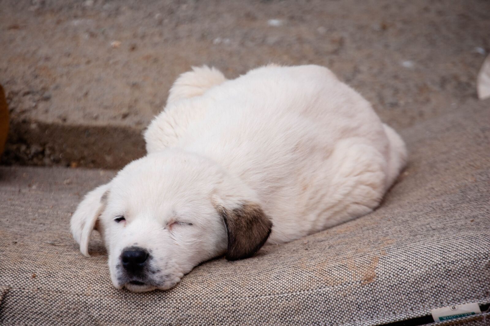 Nikon D40 sample photo. Dog, puppies, eye photography