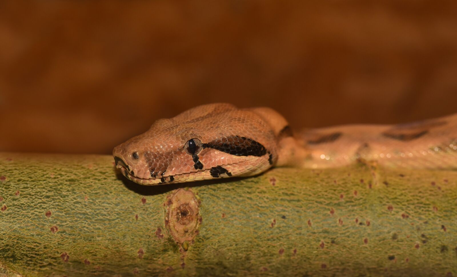 Nikon D750 sample photo. Snake, boa, head photography