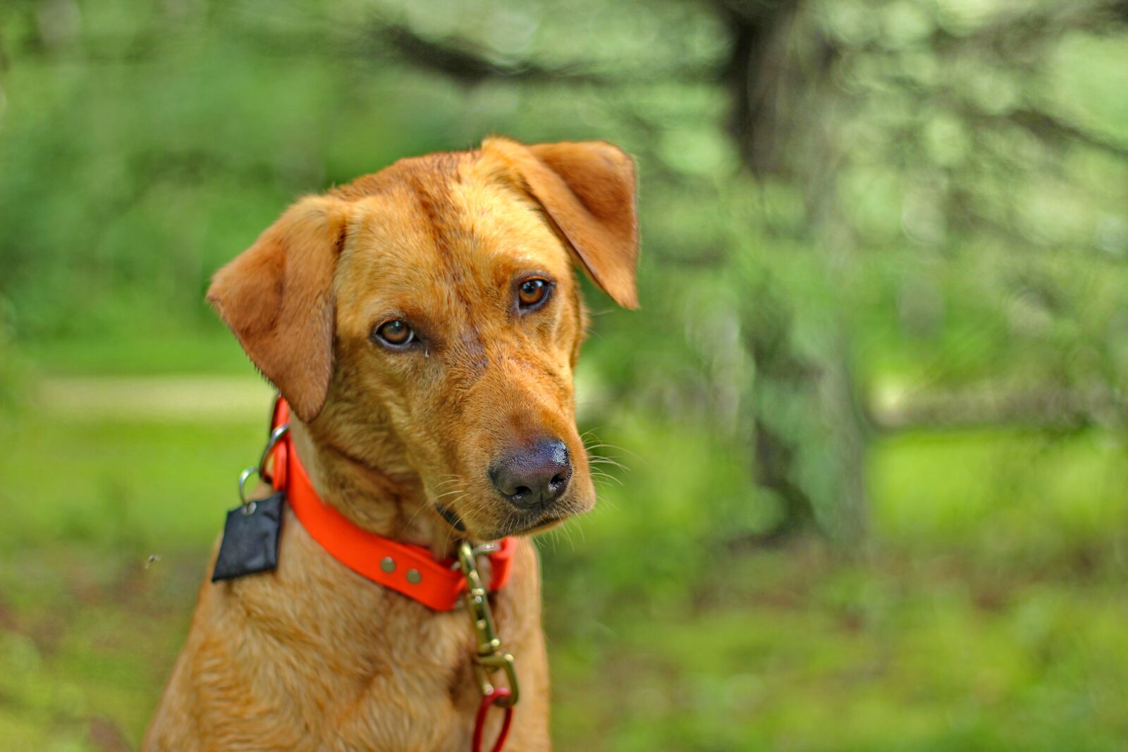 Canon EOS 550D (EOS Rebel T2i / EOS Kiss X4) sample photo. Dog, labrador, retriever photography