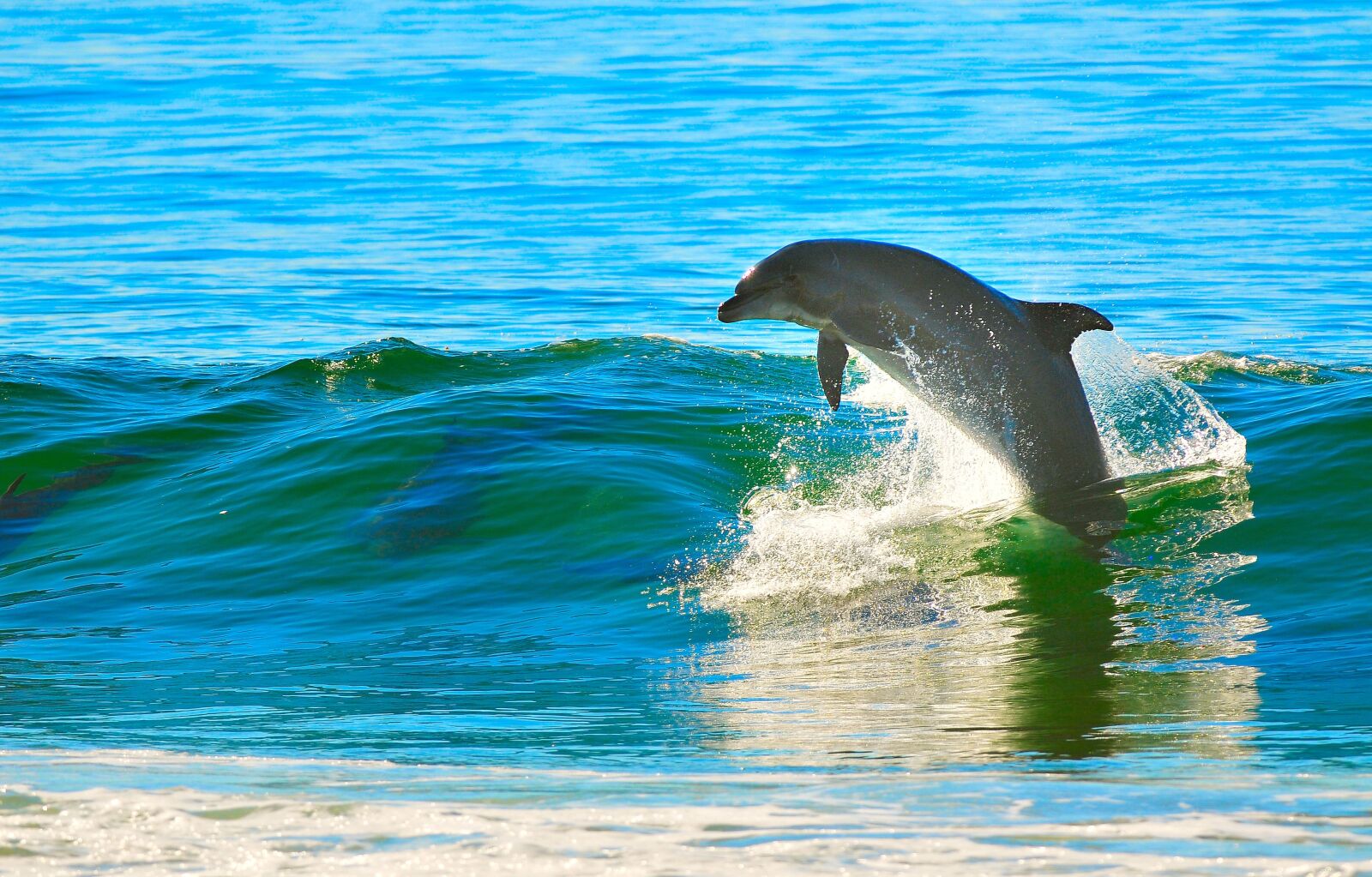 Nikon D300 sample photo. Dolphin, ocean, wave photography