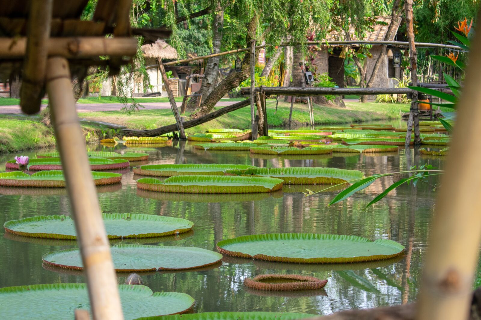 Nikon D3400 sample photo. Green, lake, park photography