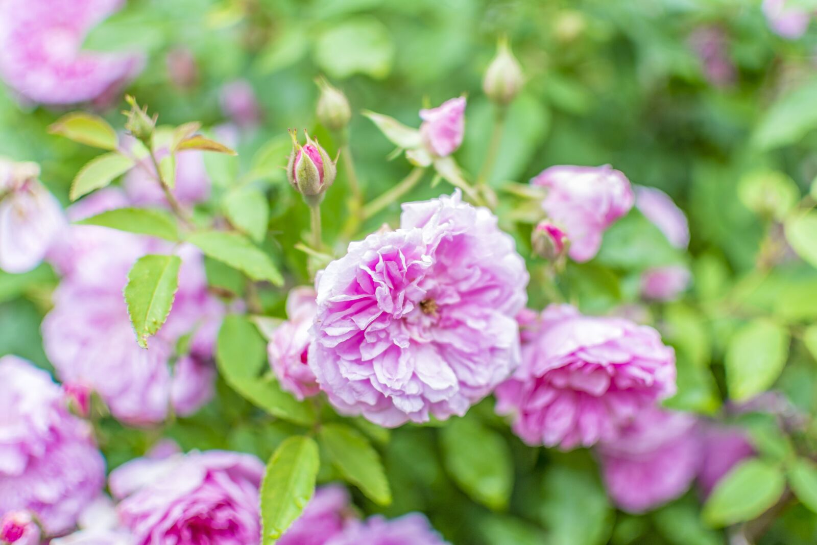 Nikon D5200 sample photo. Flower, floral, pink photography