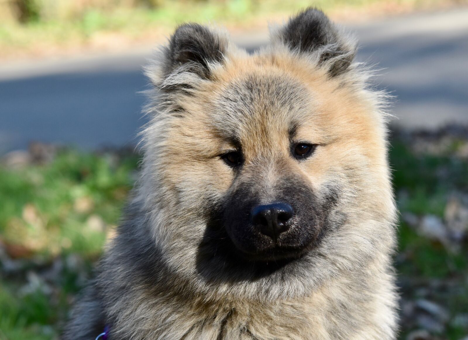 Nikon D5600 sample photo. Dog, dog eurasier olaf photography