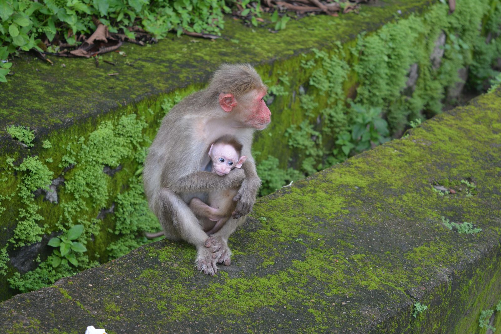 Nikon D5200 sample photo. Monkey, thenmala, animals photography