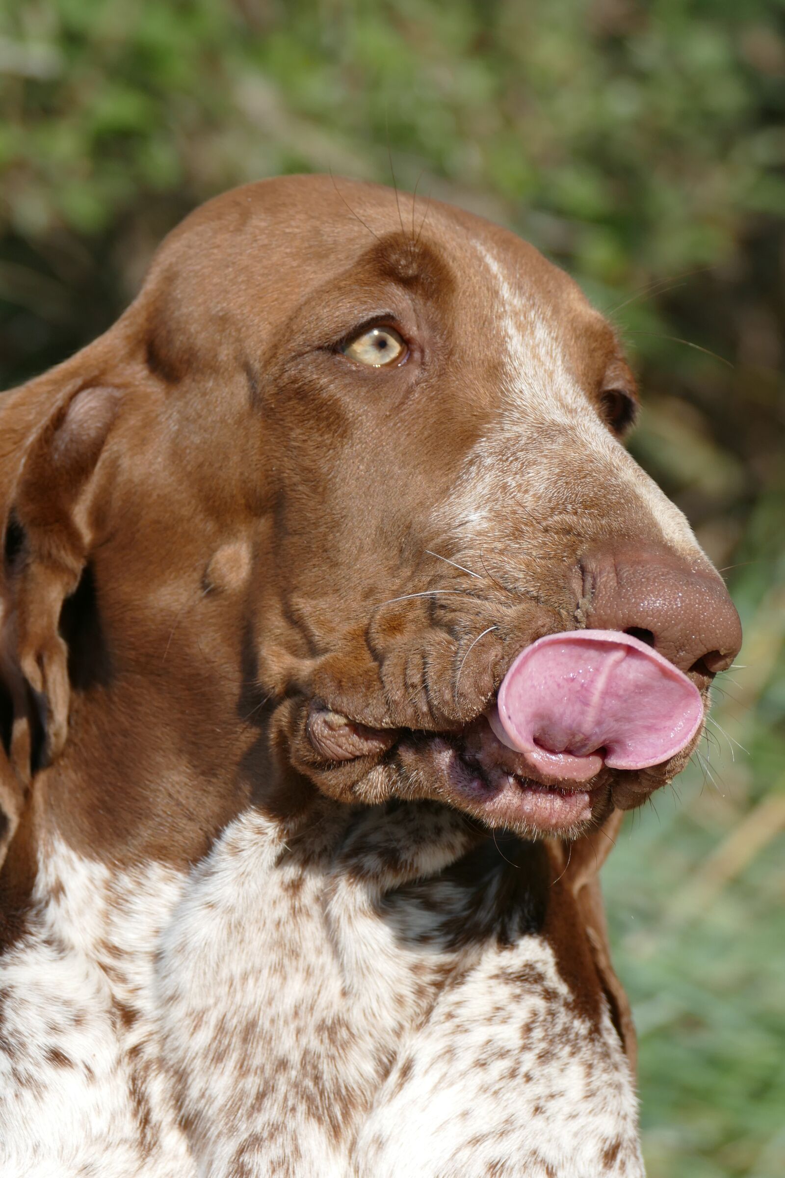 Panasonic Lumix DMC-FZ1000 sample photo. Bracco italiano, dog, hunting photography