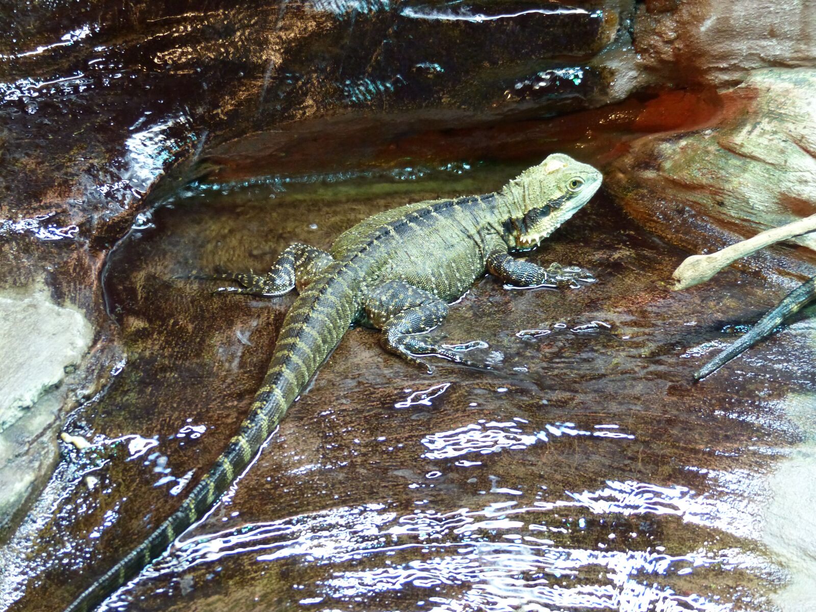 Panasonic Lumix DMC-FZ200 sample photo. Lizard, amphibian, reptile photography