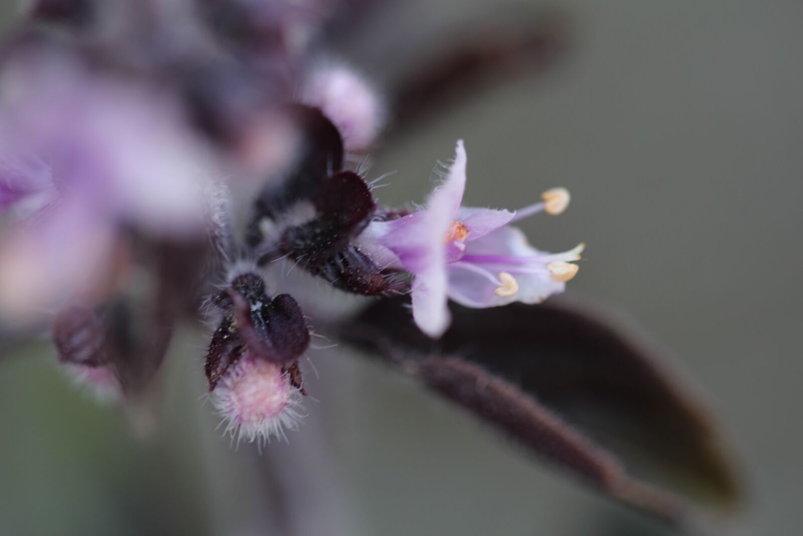 Canon EOS 700D (EOS Rebel T5i / EOS Kiss X7i) sample photo. Bloom, purple, violet photography