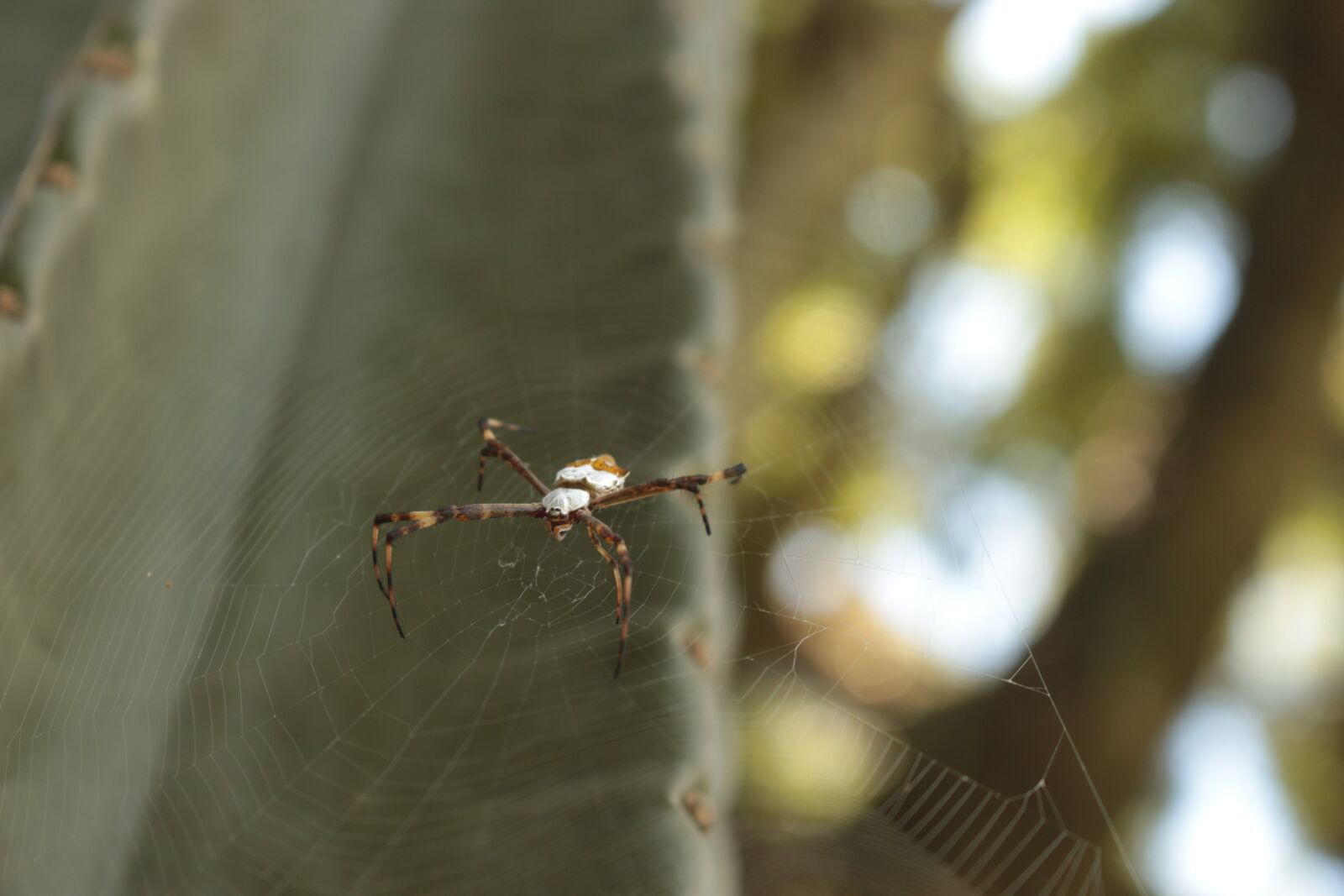 Canon EOS 700D (EOS Rebel T5i / EOS Kiss X7i) sample photo. Spider, arachnid, web photography