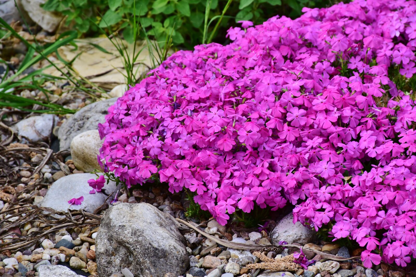 Nikon D7200 sample photo. Phlox, plant, pink photography