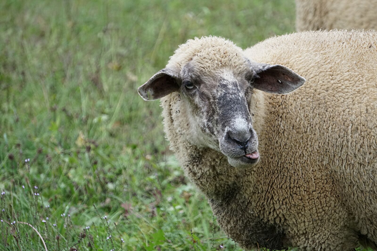 E 55-210mm F4.5-6.3 OSS sample photo. Sheep, tongue, animal photography