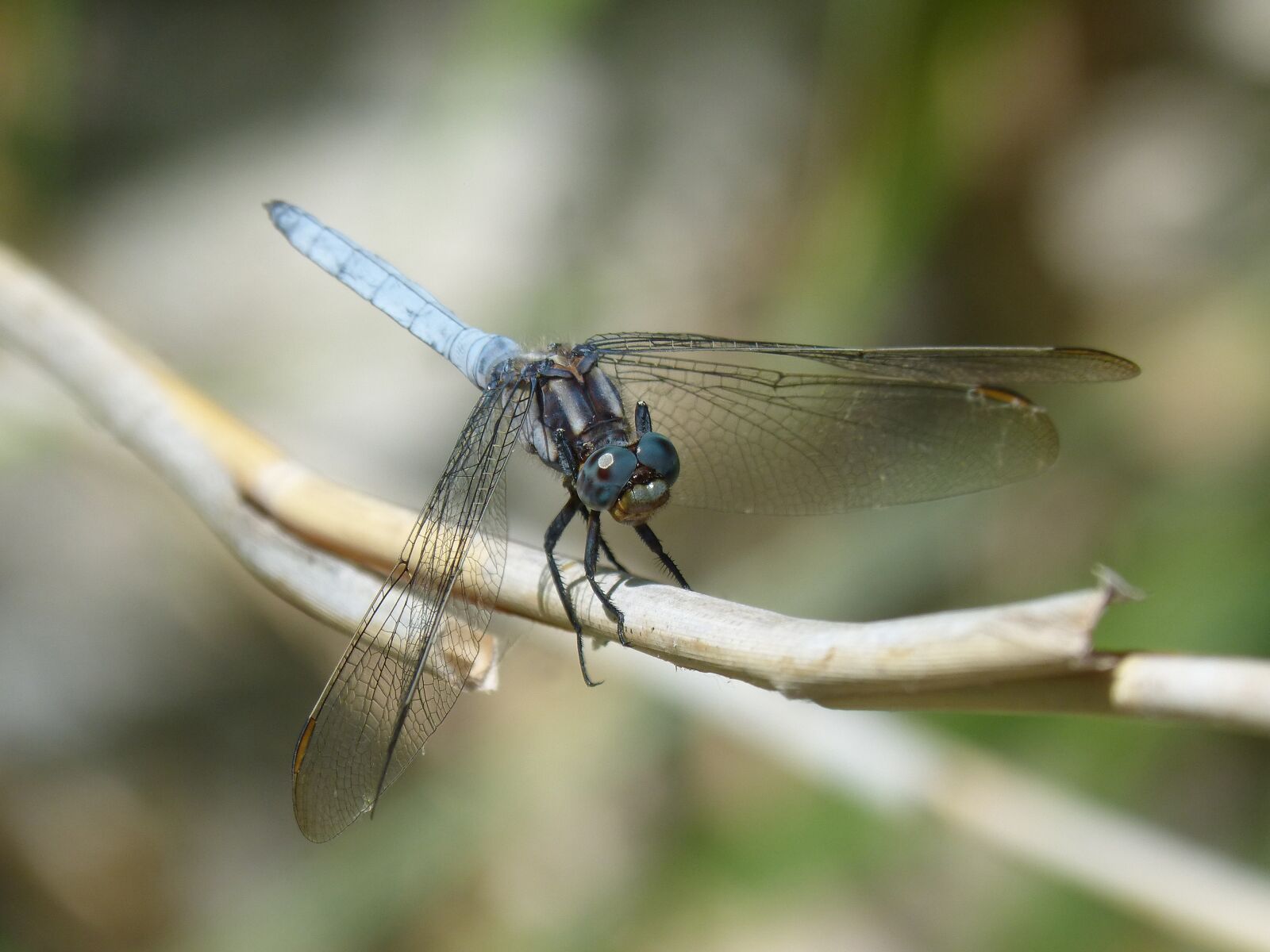 Panasonic DMC-FZ62 sample photo. Blue dragonfly, winged insect photography
