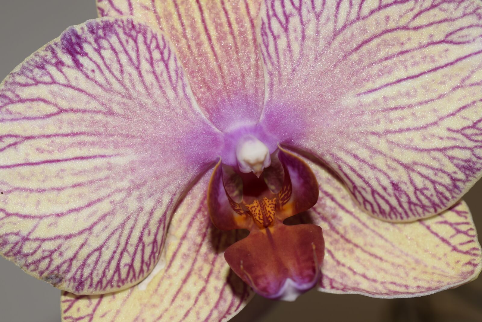Nikon D3300 sample photo. Flower, closeup, nature photography