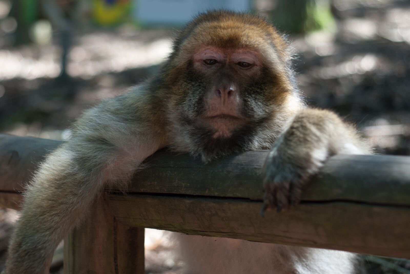 Nikon D80 sample photo. Ape, monkey forest, monkey photography