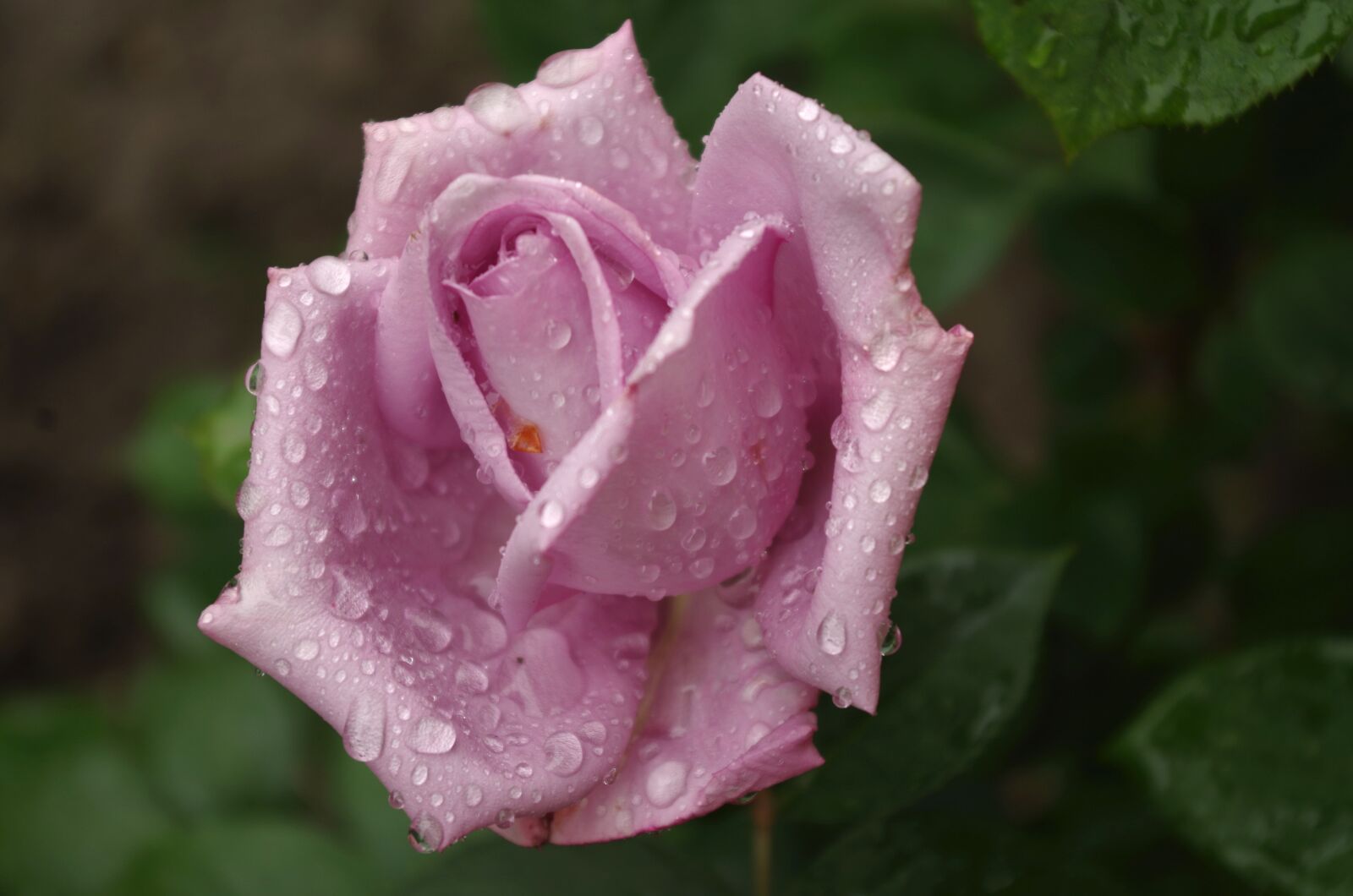 Pentax K-50 sample photo. Rose, flower, blooms at photography